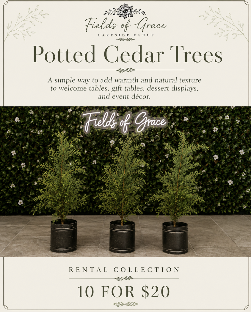 Potted Cedar Trees